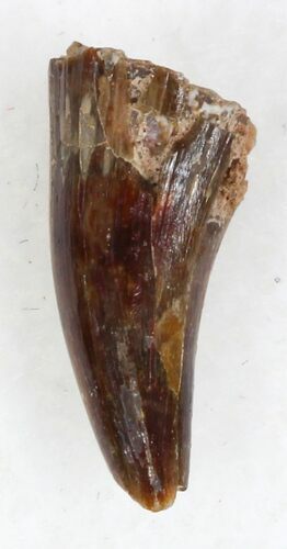 Eryops Tooth From Oklahoma - Giant Permian Amphibian #33557